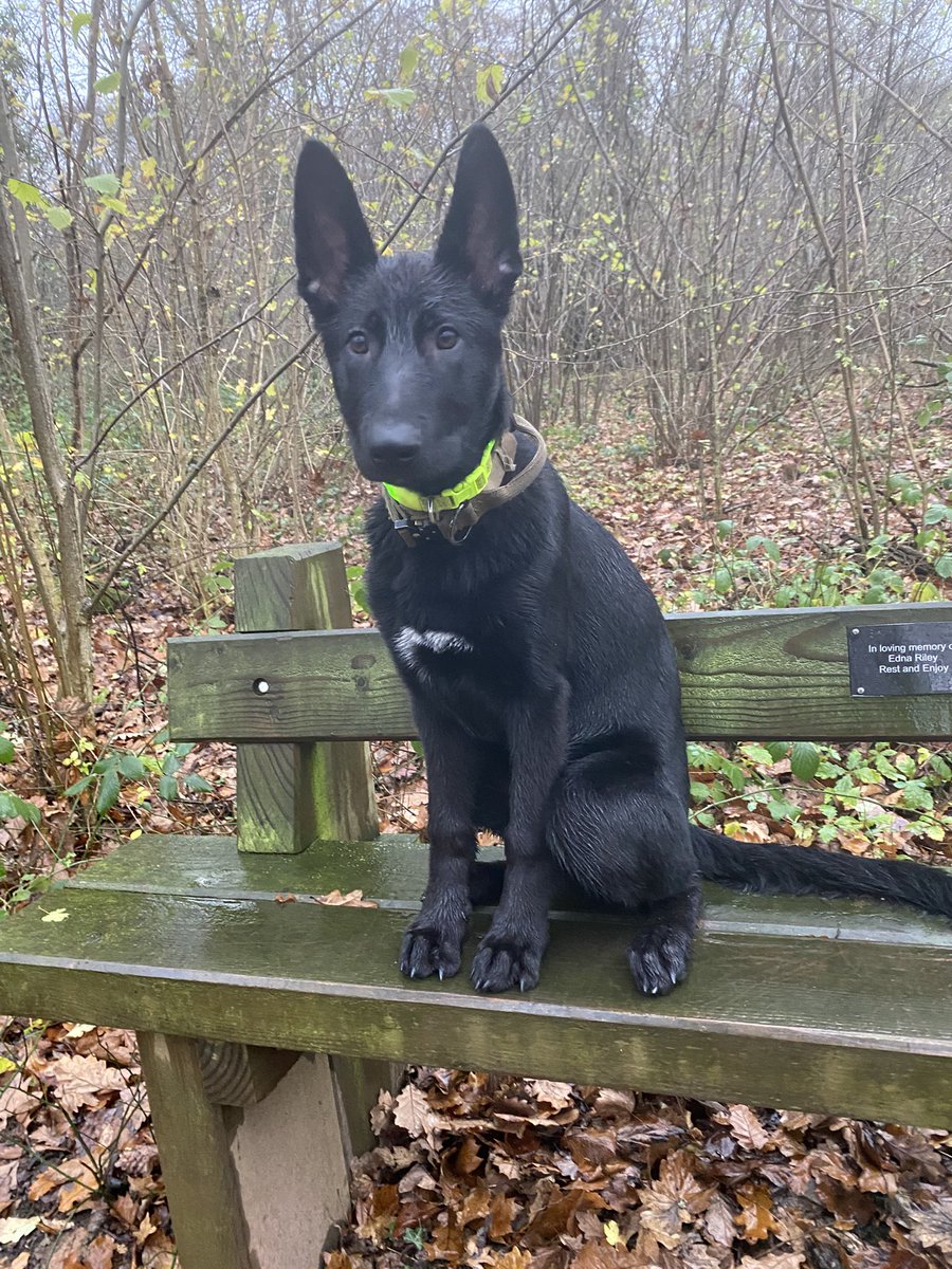 Cotswolds Gunner tweet media