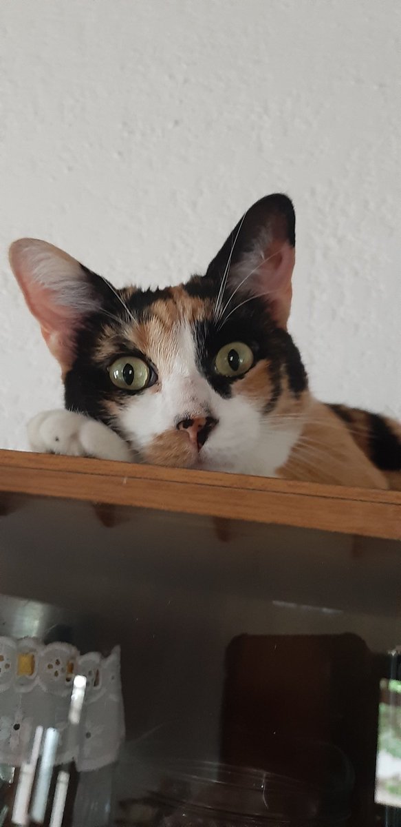 Hector Wilson Friade Dede tweet media