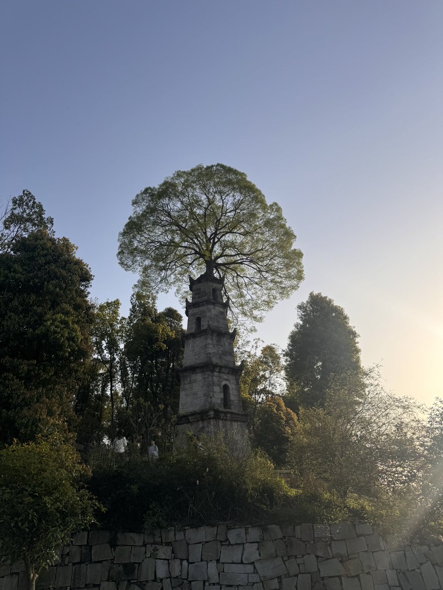 Than 坦 tweet media