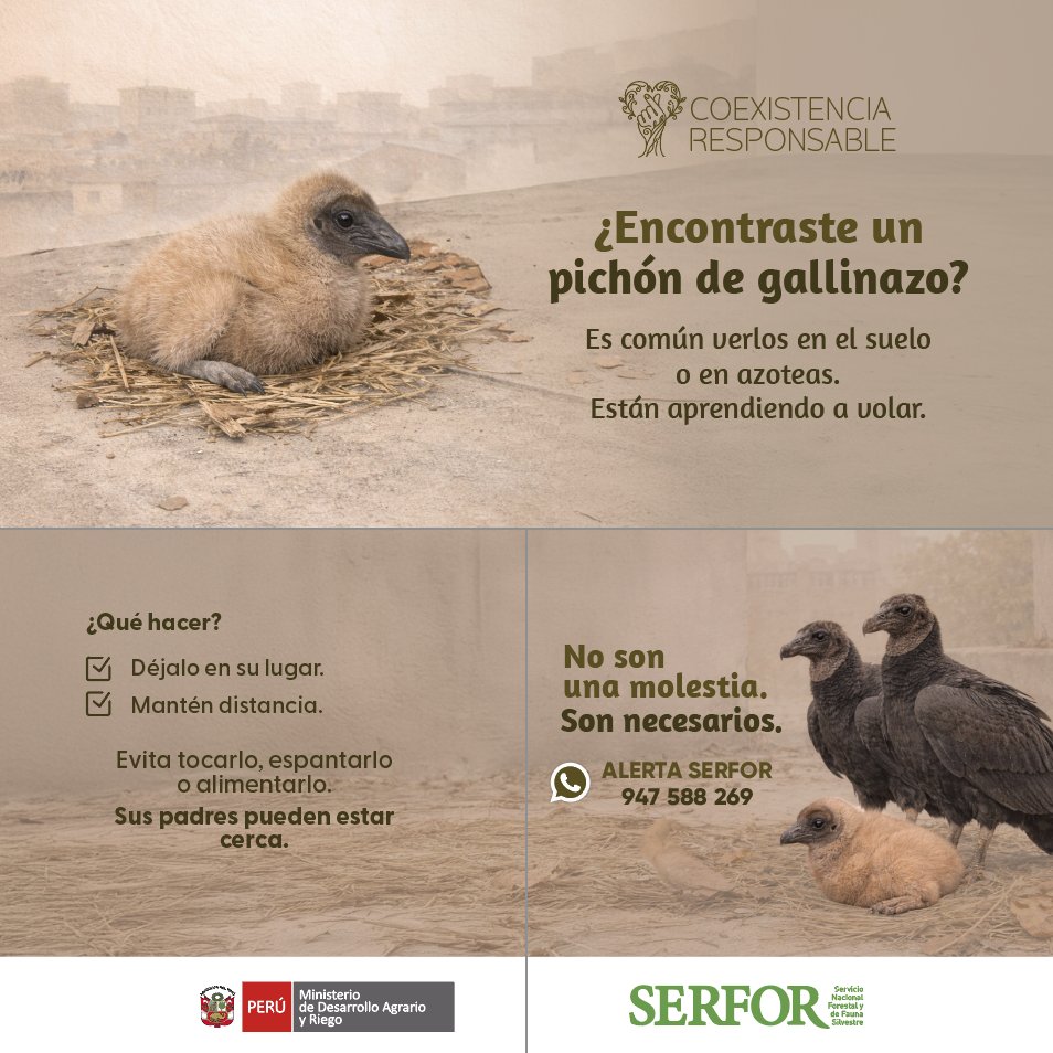 Serfor Perú tweet media