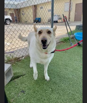 Hollywood Dogs tweet media