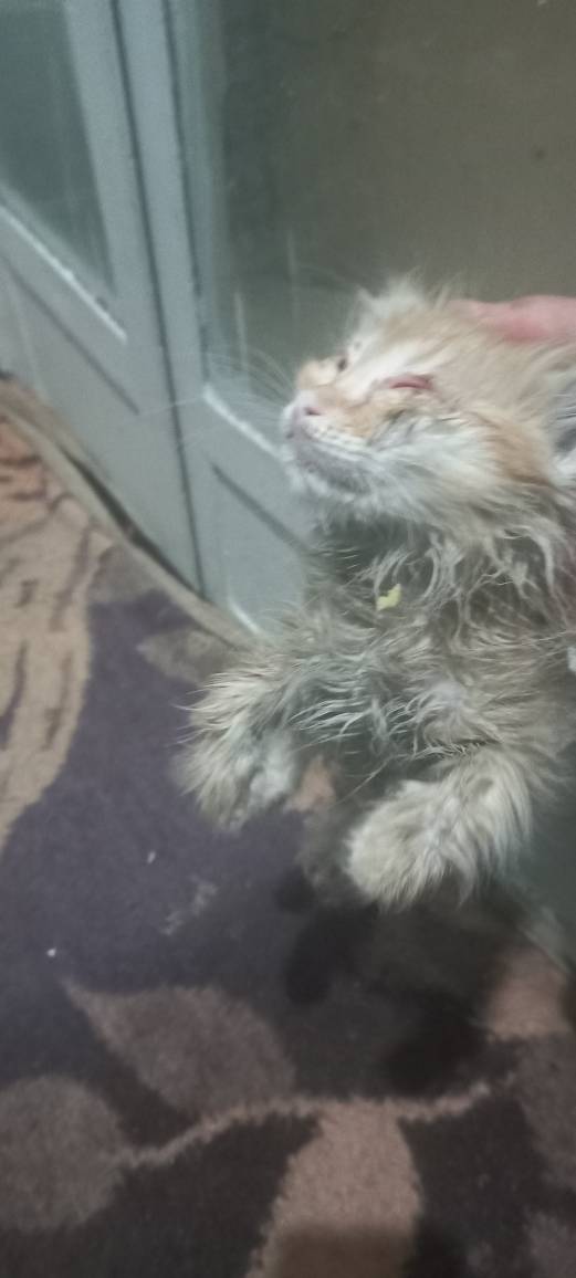 ژن پوک tweet media