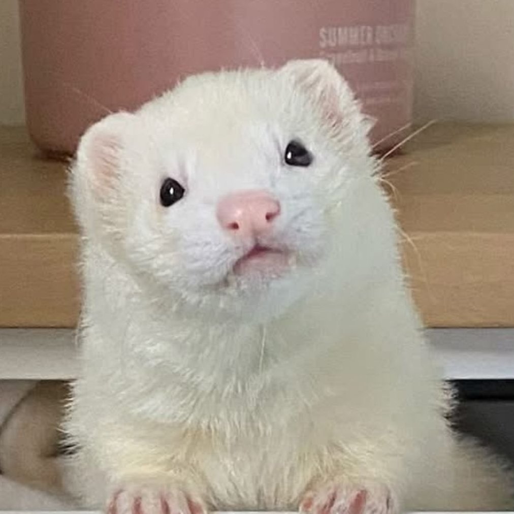 딸기 케이크 🌟Hyunjin Cartier Panther🌟 tweet media