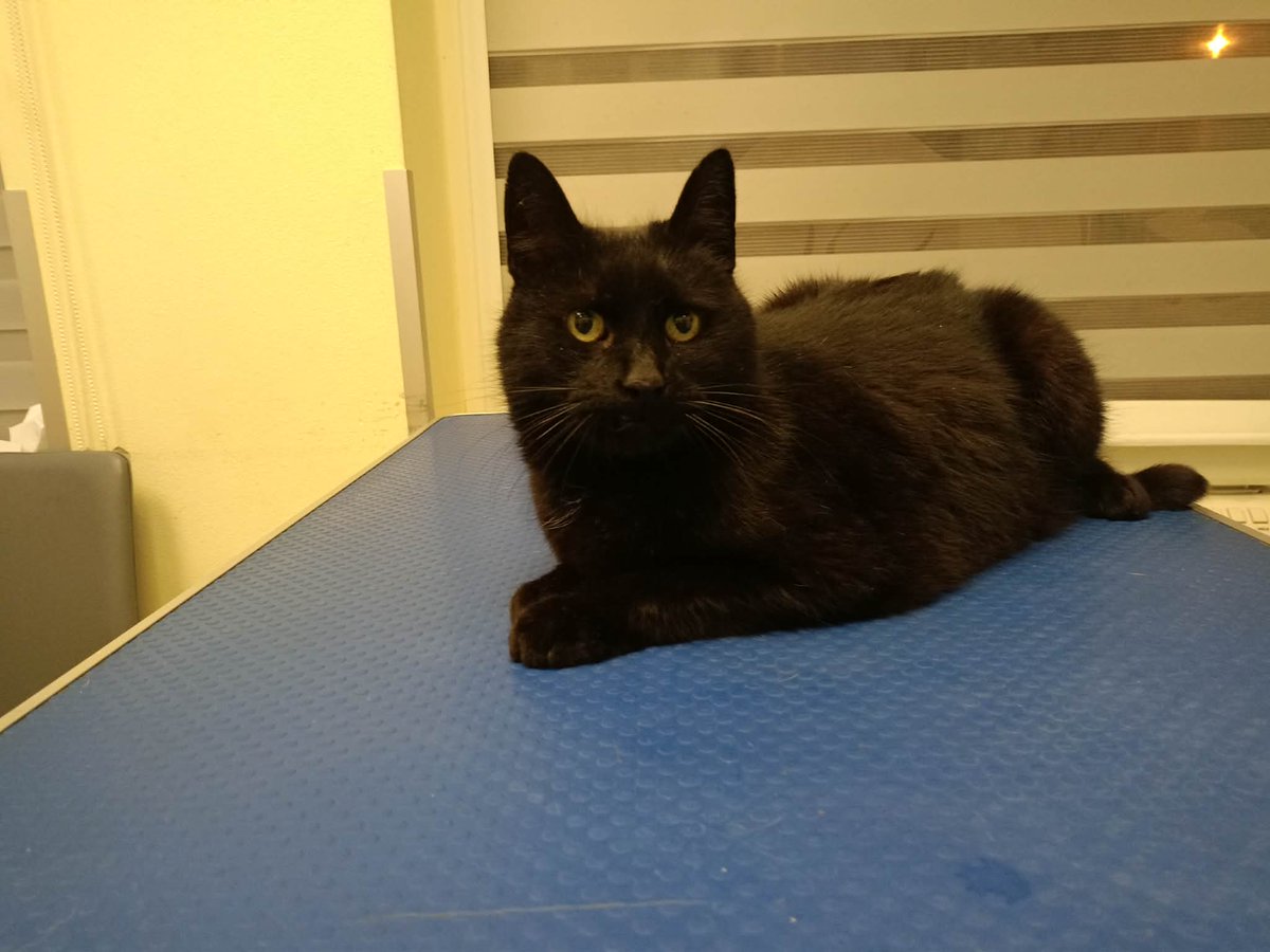 Koty w głowie 🐈 tweet media