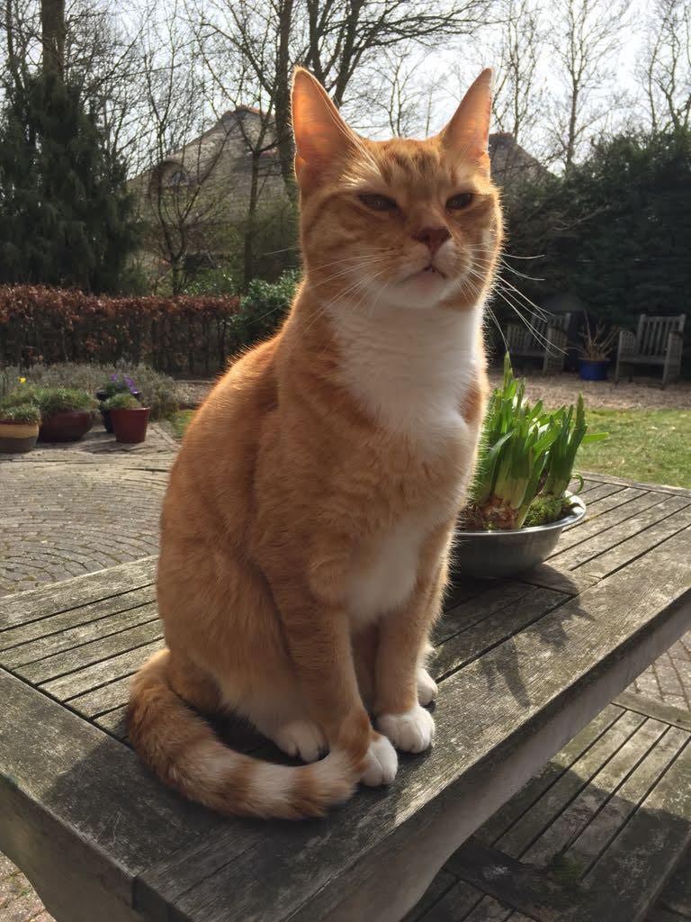 illusu VGEN OPEN tweet media