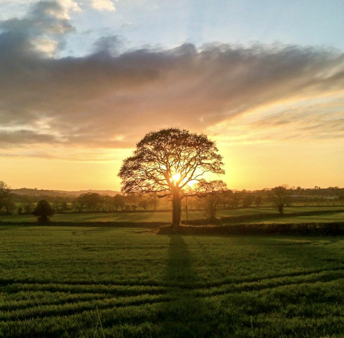 Alfred the great tweet media