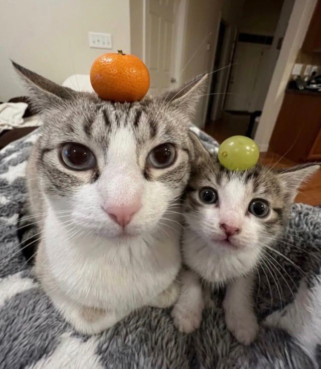 horse dentist tweet media