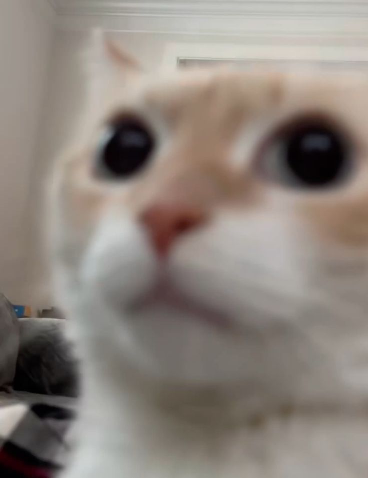 Nãoquerserjovemadulto tweet media