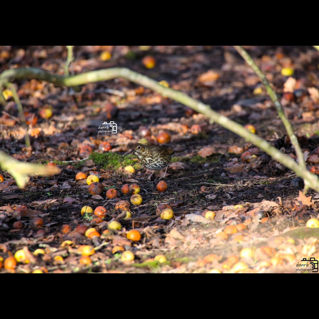 danrbphot0graph's tweet photo. Blue Tit and Song Thrush!
#photography #birds #bluetit #songthrush #woodland https://t.co/uF8XC1i7nC