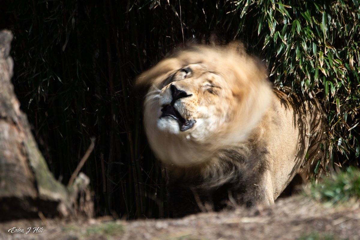 CincinnatiZoo's tweet image. Happy #Caturday John! Male lions spend 18 to 20 hours a day sleeping, while females get 15 to 18 hours of shuteye.