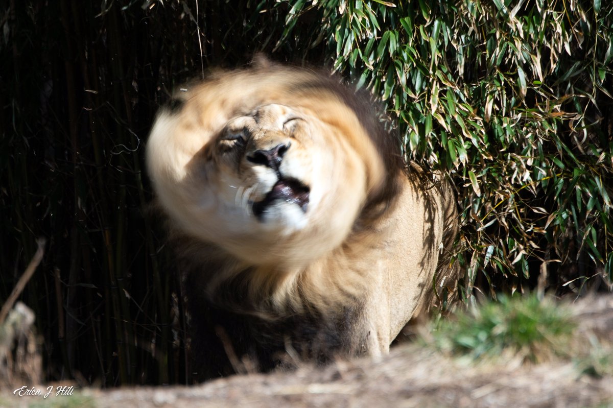 CincinnatiZoo's tweet image. Happy #Caturday John! Male lions spend 18 to 20 hours a day sleeping, while females get 15 to 18 hours of shuteye.