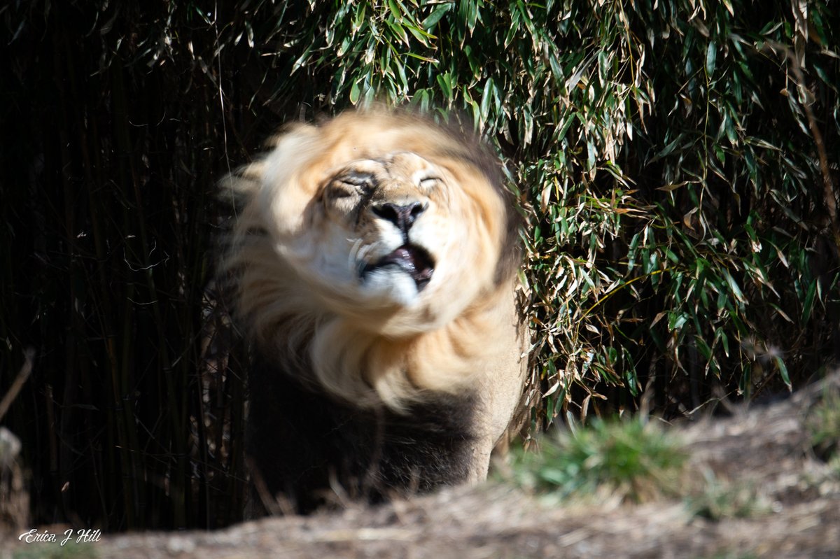CincinnatiZoo's tweet image. Happy #Caturday John! Male lions spend 18 to 20 hours a day sleeping, while females get 15 to 18 hours of shuteye.