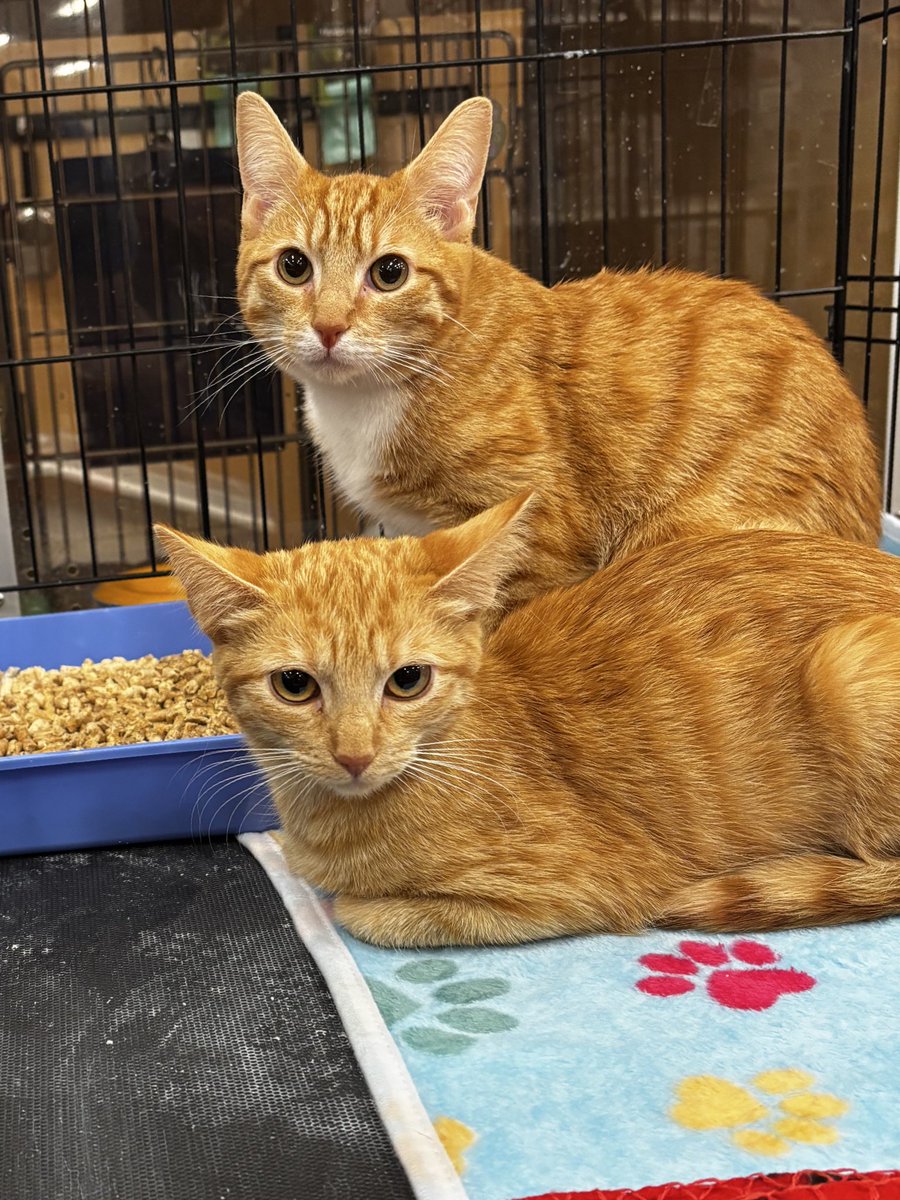 Virginia Glaze tweet media