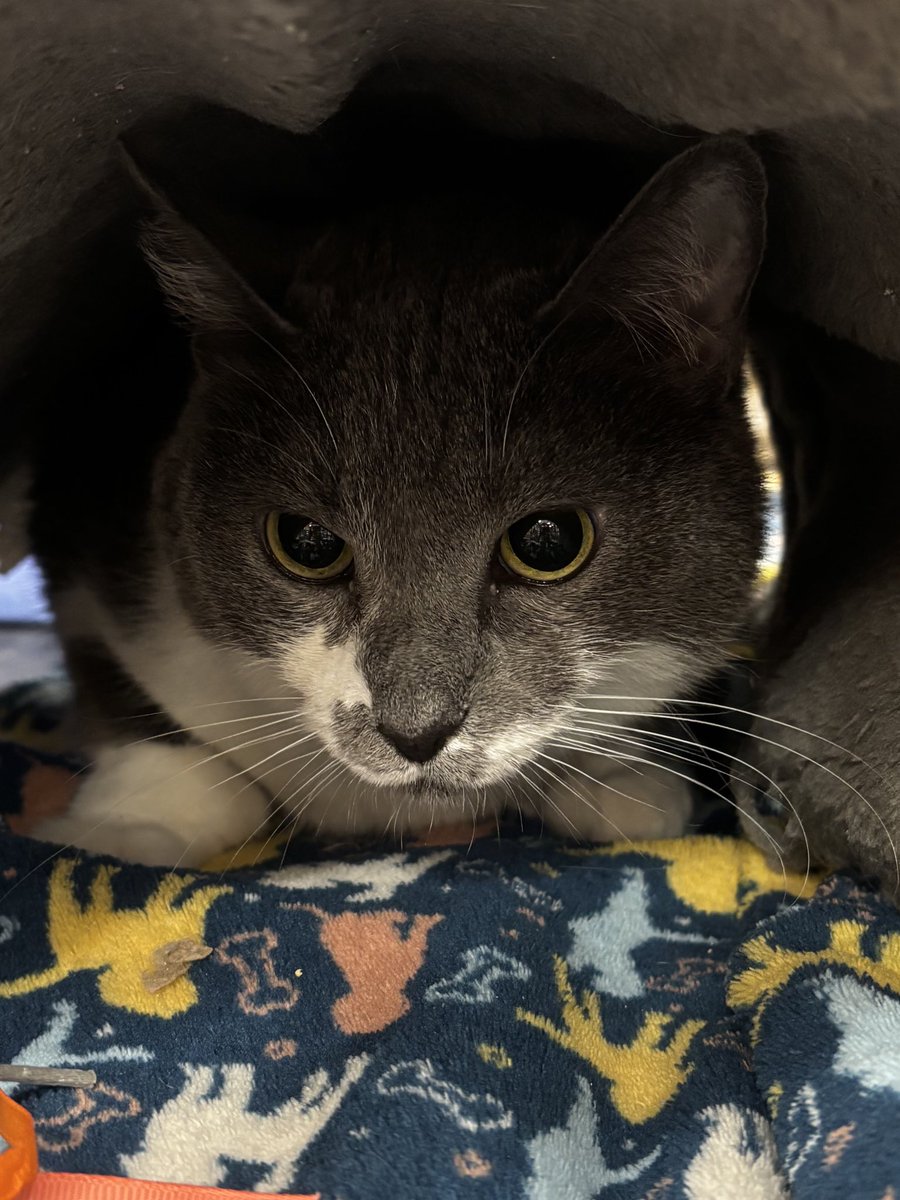 Virginia Glaze tweet media