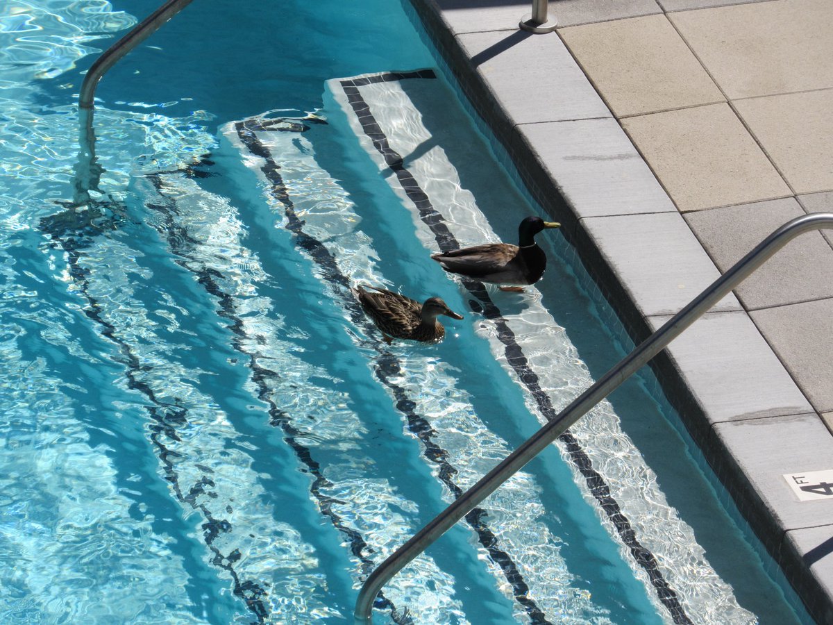 maverick tweet media