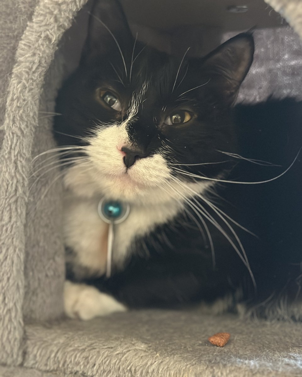 North Shore Animal League America tweet media