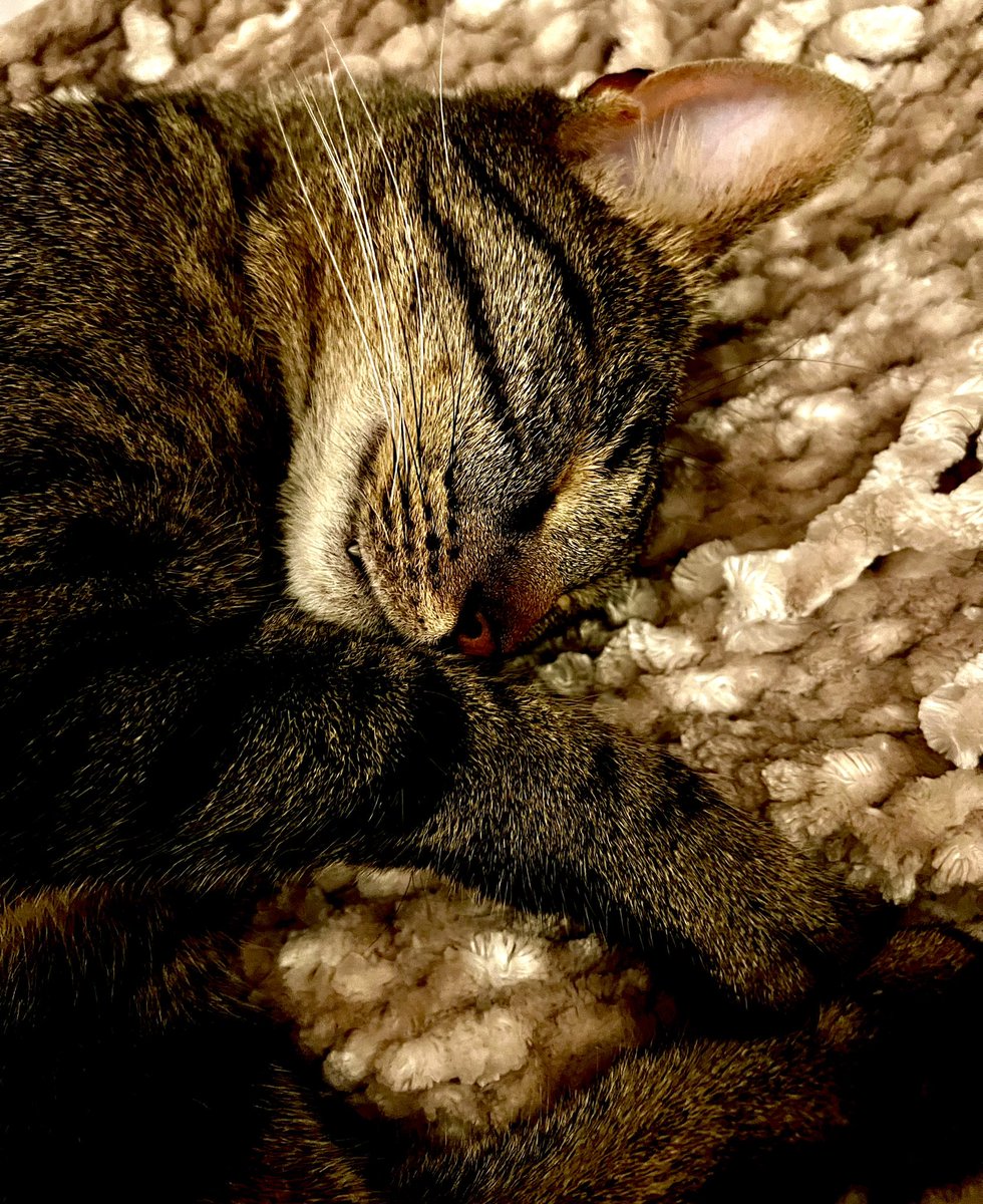 Lindsay Barrilleaux tweet media