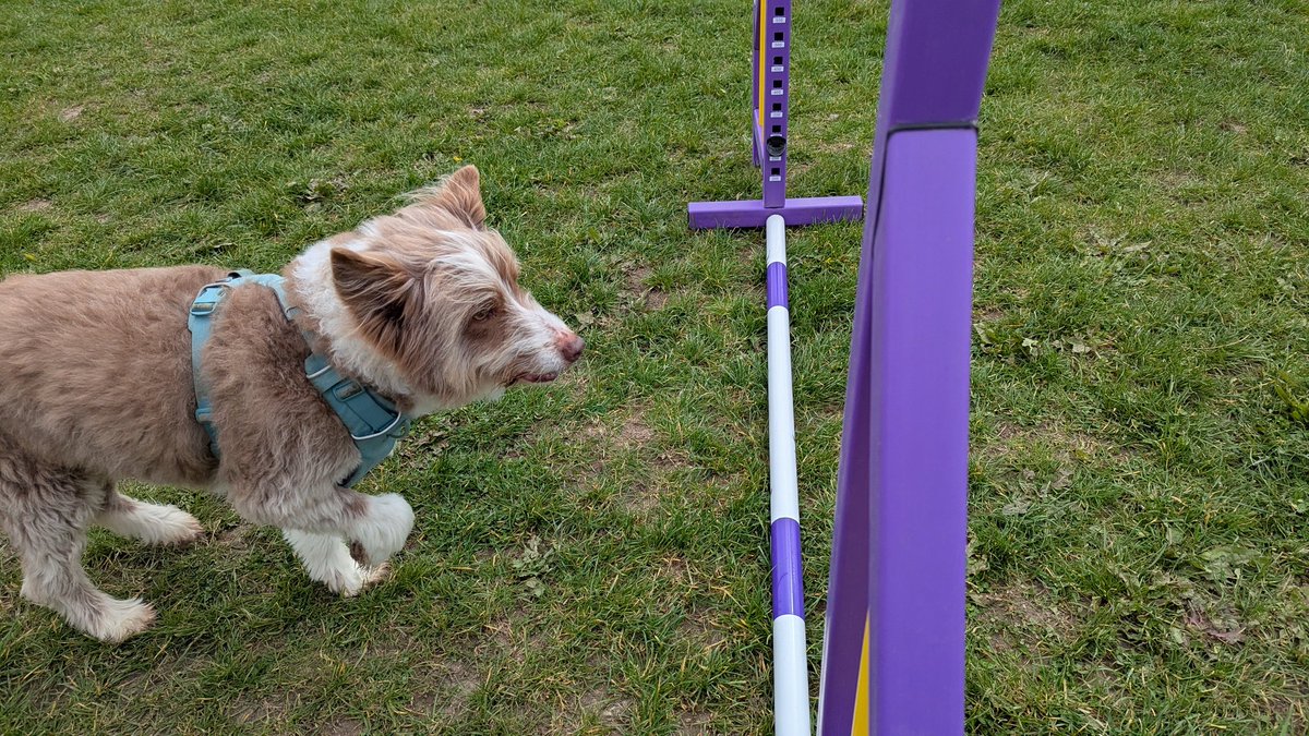 Bramber Bears💜 tweet media