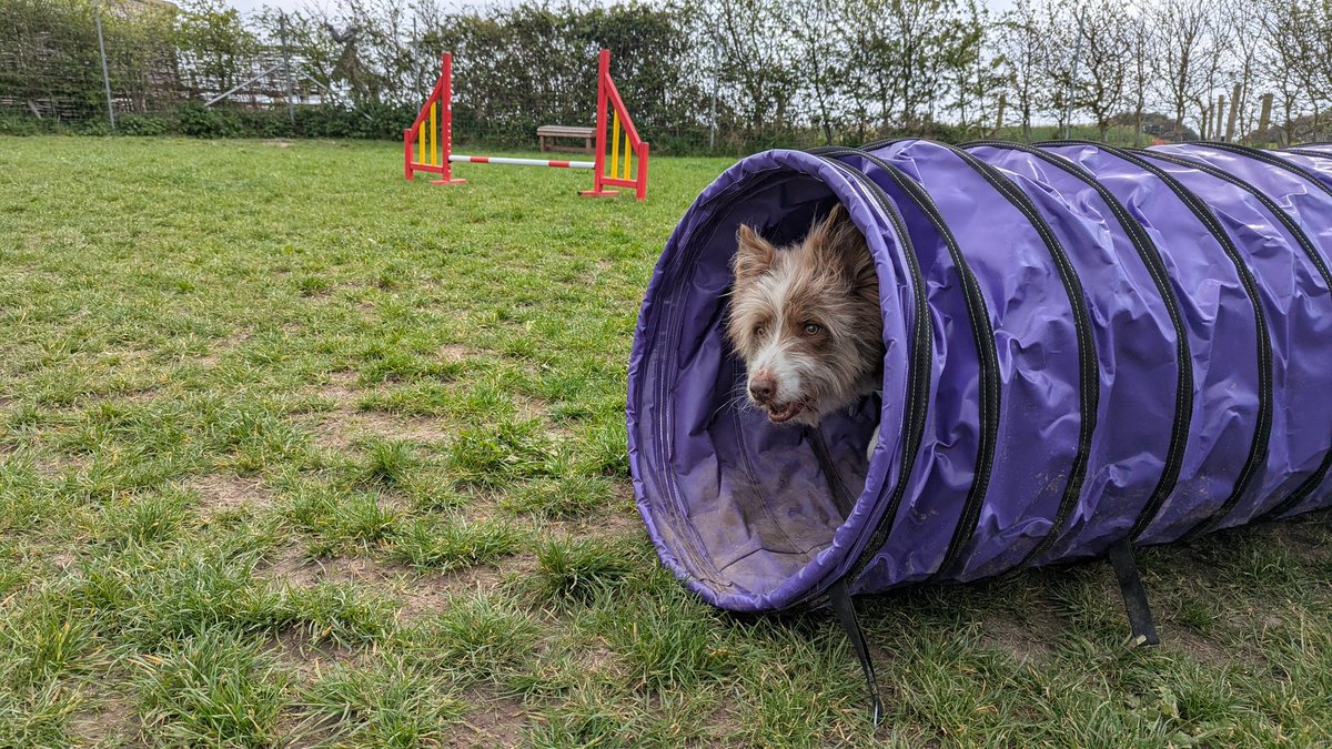 Bramber Bears💜 tweet media