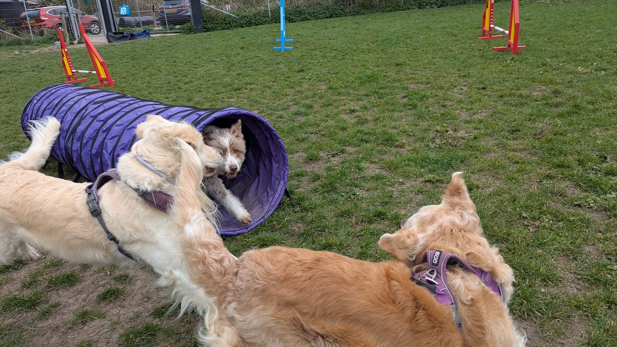 Bramber Bears💜 tweet media