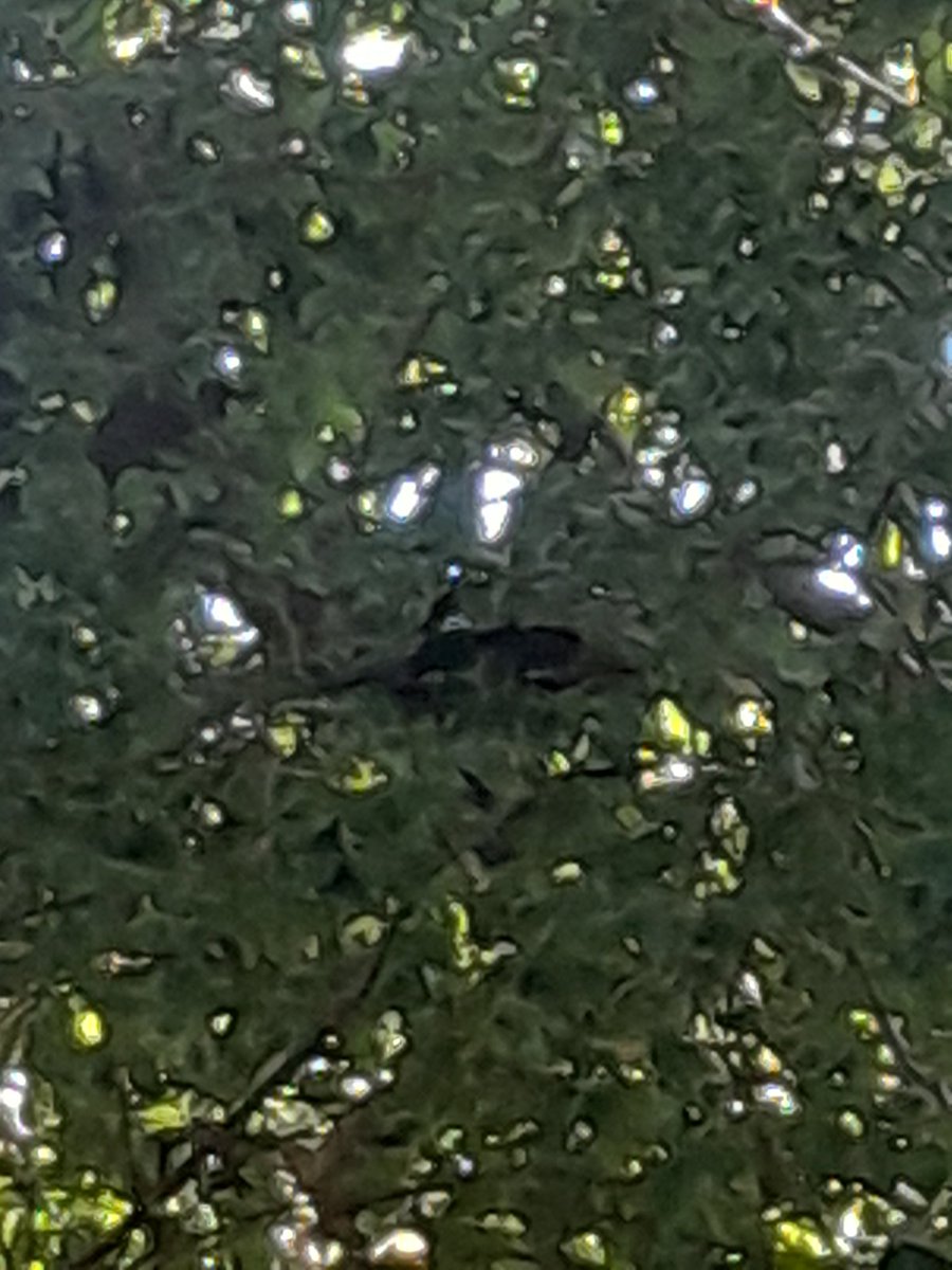 RAINHADOMEIODIA's tweet photo. #maravilha #borboleta https://t.co/fPpEP5SUbU