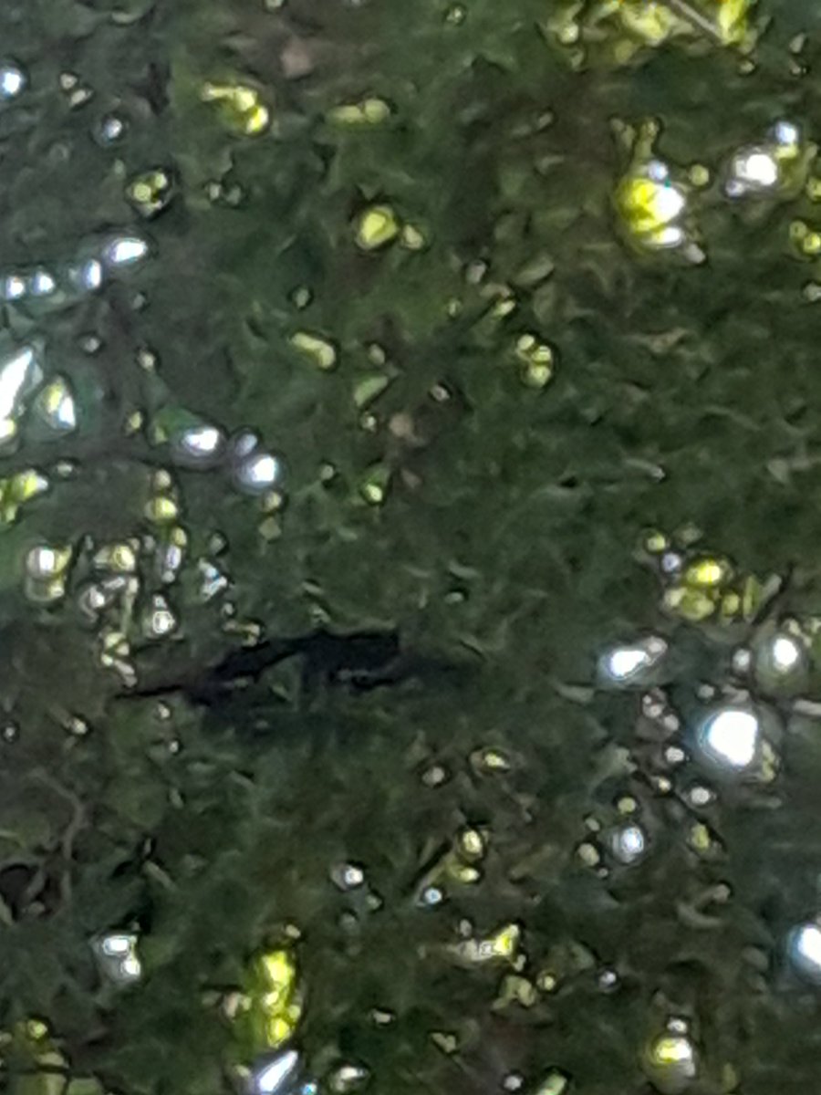 RAINHADOMEIODIA's tweet photo. #maravilha #borboleta https://t.co/fPpEP5SUbU