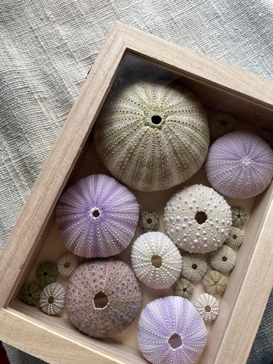 みさきラボ⭐️シーグラスワークショップ累計565人〜更新中 tweet media