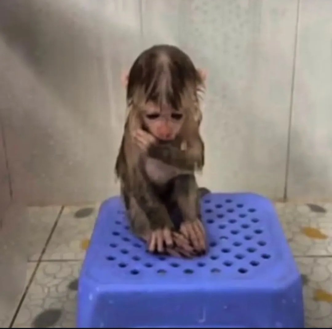 nonii ❀ tweet media