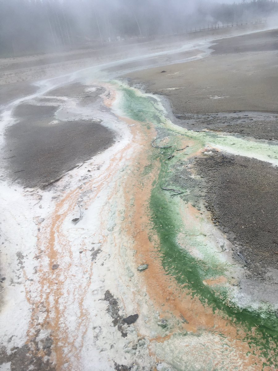 Cheesehead Expat tweet media