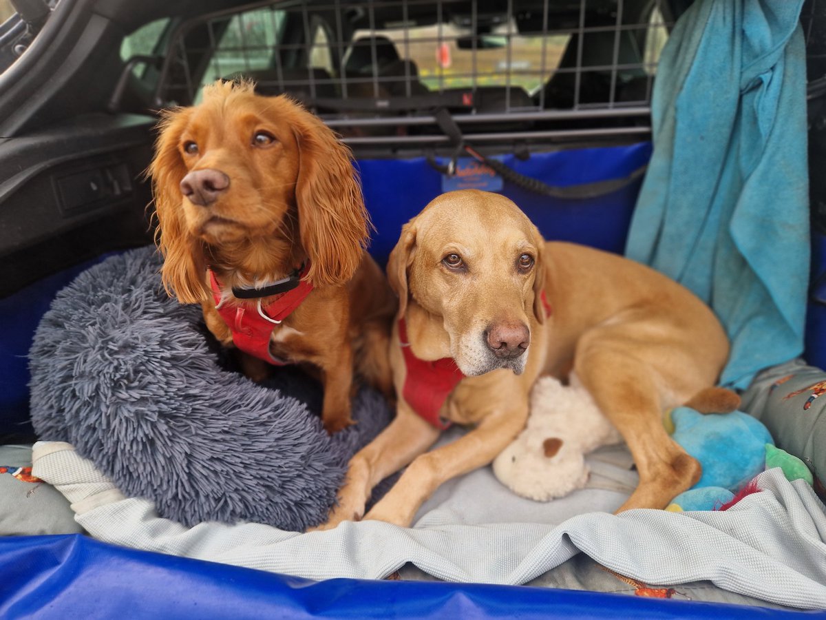 Oscar the Yellow tweet media