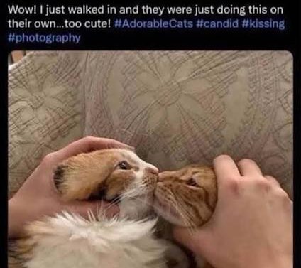 Leander the Laios kisser 🧀🌾 tweet media