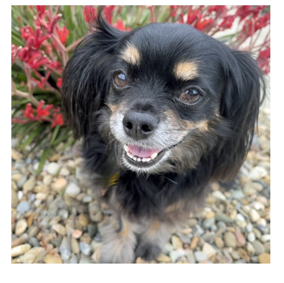 Cavalier Rescue USA tweet media