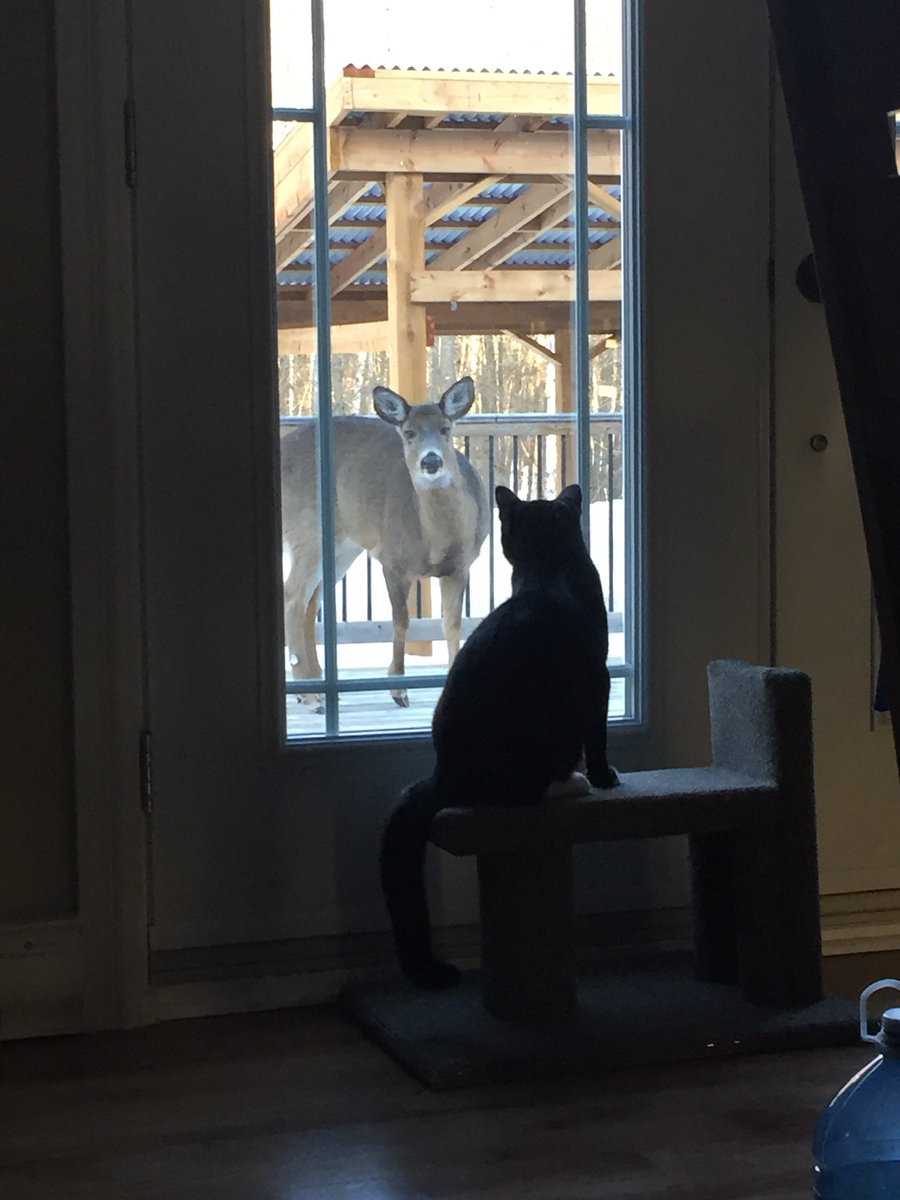 🇻🇦Yapman ⚜️🌷 tweet media