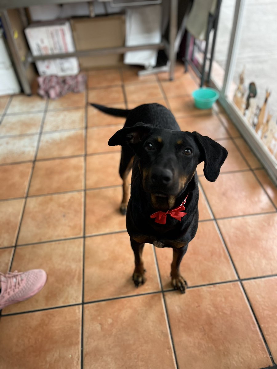 Amigos,con ayuda que llegó pudimos pagar dos de los traslados de esta semana.

Esta semana se juntaron muchos pagos pendientes porque todo lo que llegó se fue en pagar las pensiones de Iztapalapa y algunas de Iztacalco.

Necesitamos juntar 30 padrinos de 100 pesos para liquidar