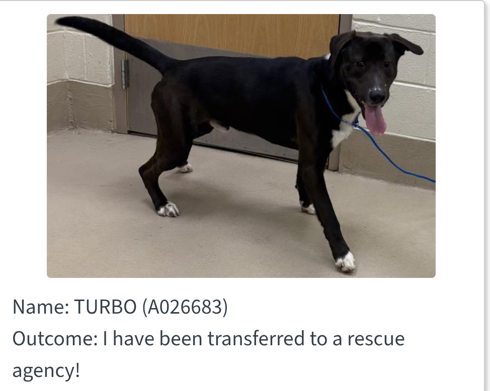 Foster a shelterpet at ZERO COST🐾 tweet media