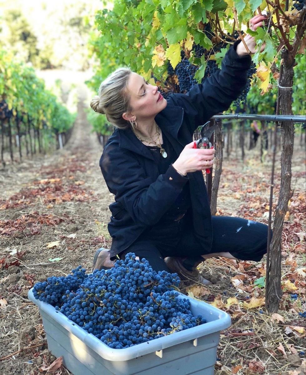 hourly Amber Heard tweet media