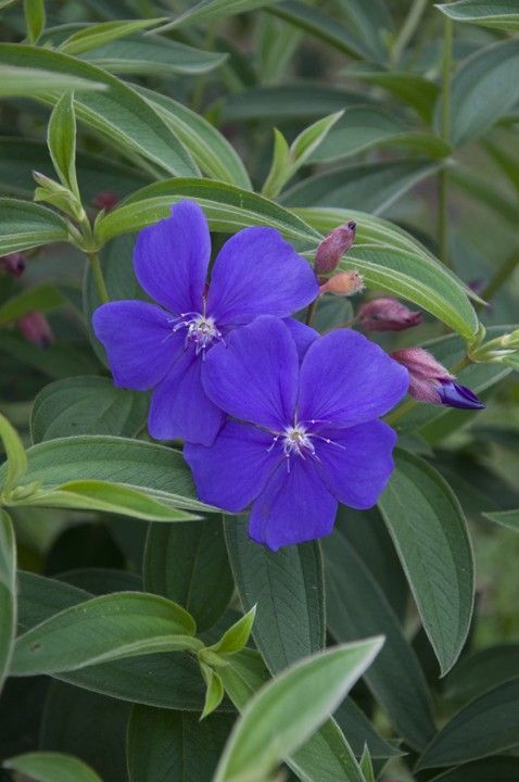 صمتي حكاية tweet media