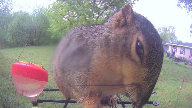 OutlawPannya's tweet photo. I think this squirrel wants to be the next big meme https://t.co/p8umN2fqFf