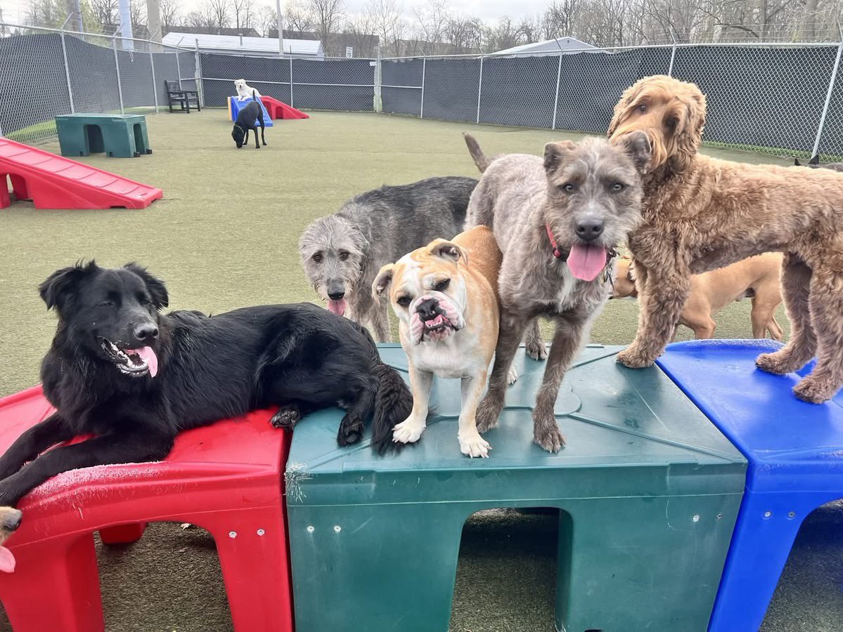 The JohnJohn and Luna and baby Bacon 🇮🇱💙🤍 tweet media