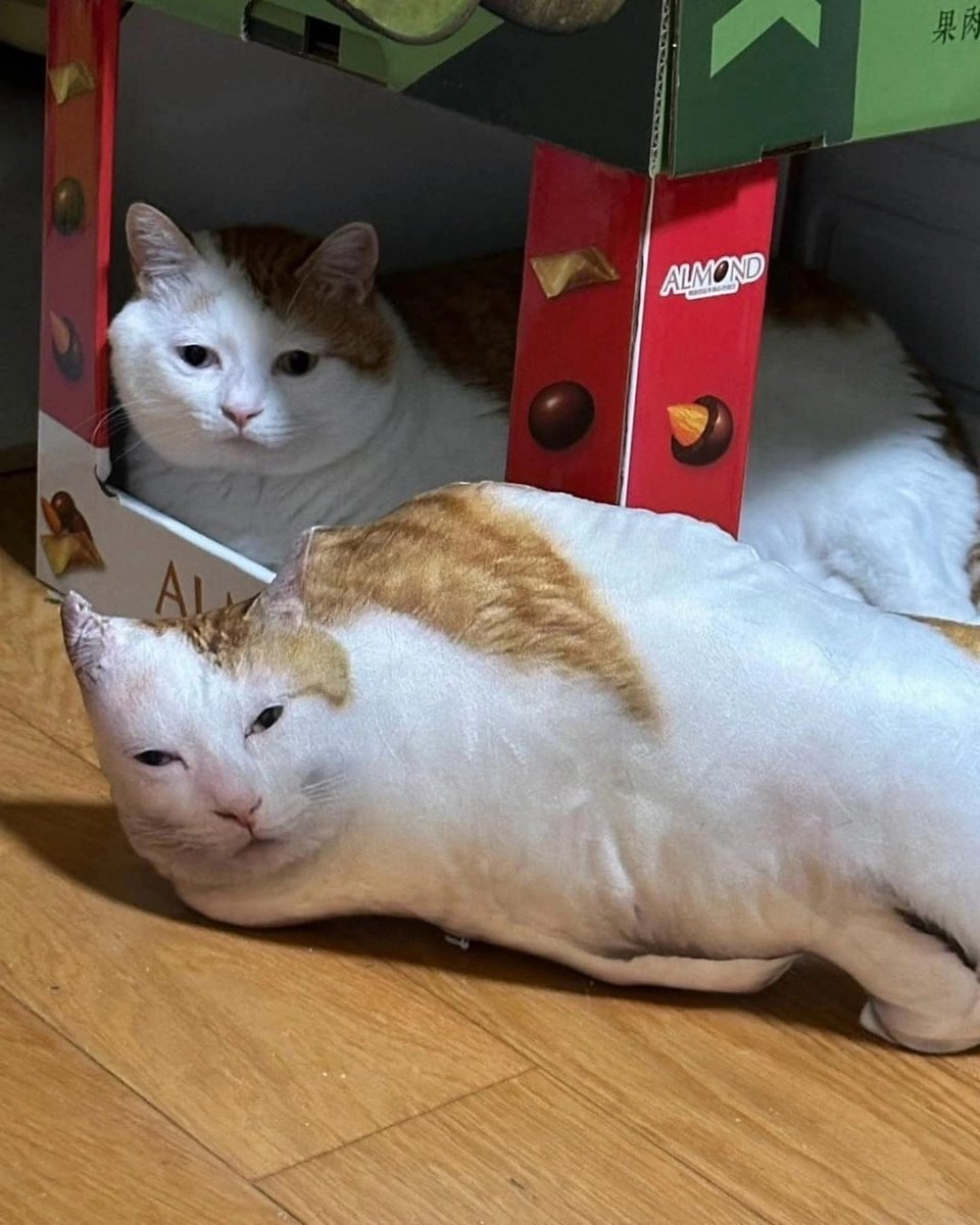 Punch Cat tweet media