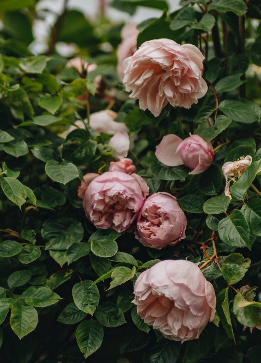 Elle Lookbook tweet media