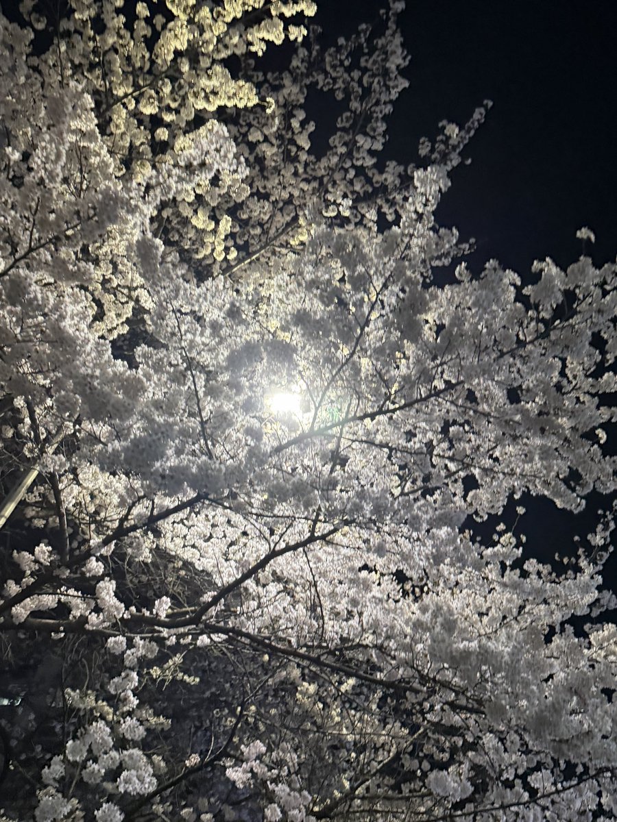 seu329's tweet photo. 개이���자나 🌸🌸🌸 https://t.co/Z1AfAfDGO9