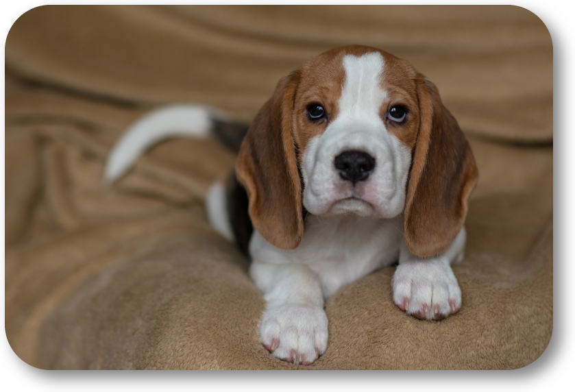 NoGaDogTraining's tweet photo. What Can I Do to Get My Puppy to Stick Next to Me? Having your puppy by your side creates focus, respect, and keeps him safe. #dogtraining #dogtrainer #homedogtraining #obediencetraining https://t.co/mnL0KWnS1v https://t.co/WUazO4wmnA