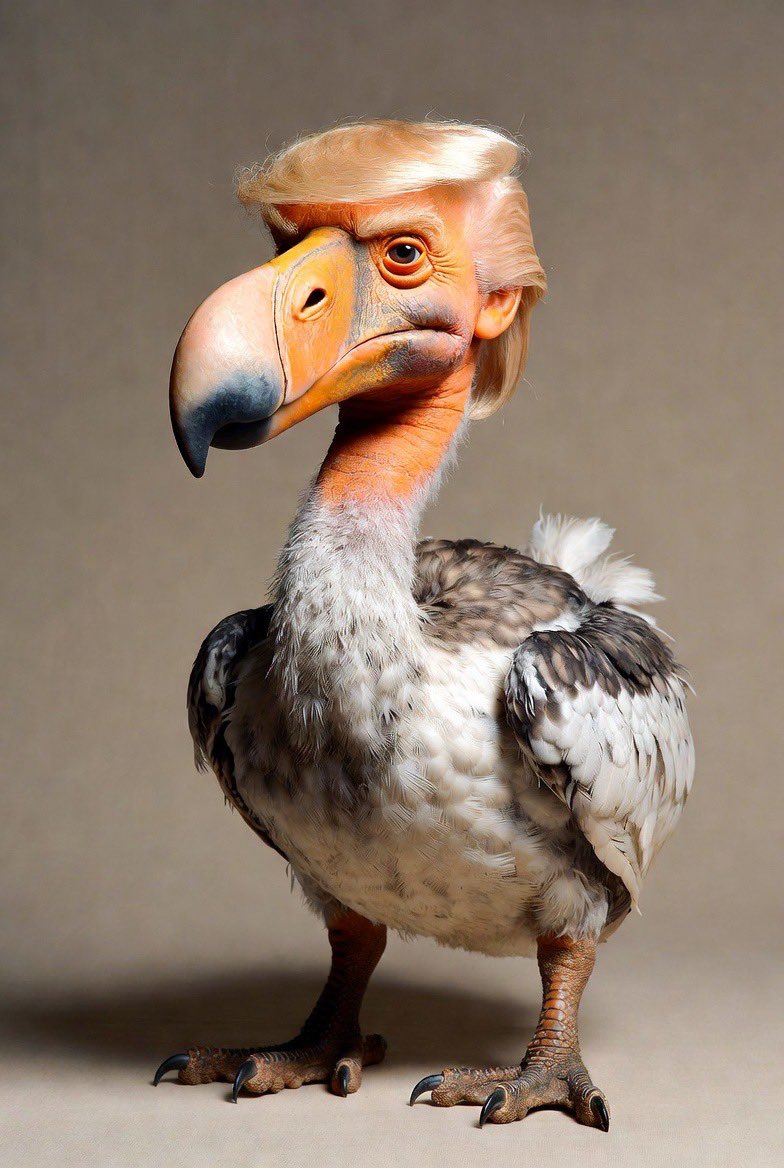 Gyll King Post Skip Diplomacy tweet media