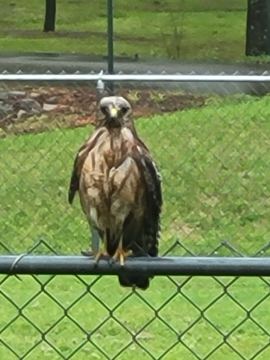 stuckbusiness's tweet image. Was gonna piss off the porch till I saw this guy shred an earthworm #talons @yourbigkenny @gshenry70