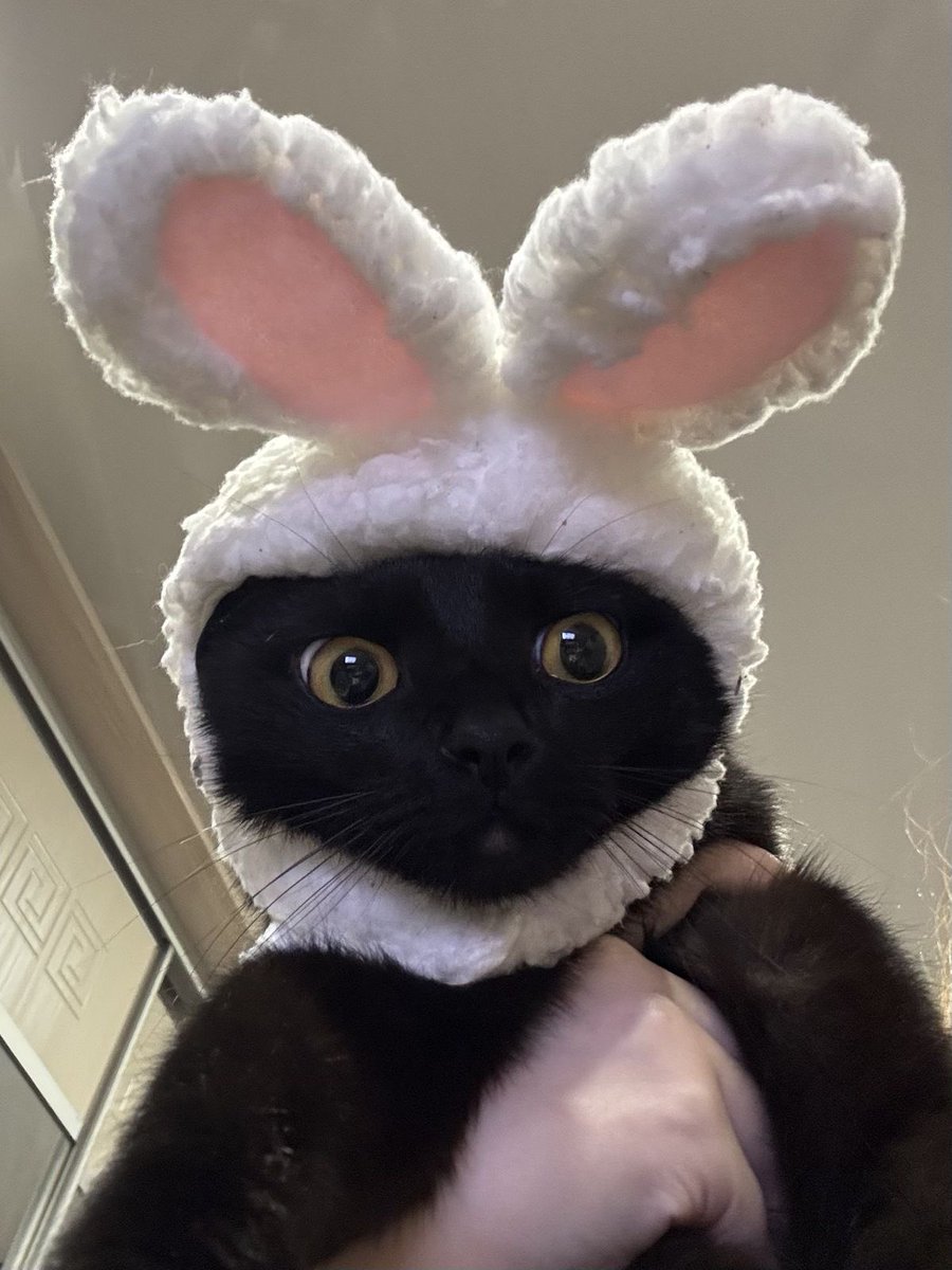 Black cats are not bad luck tweet media