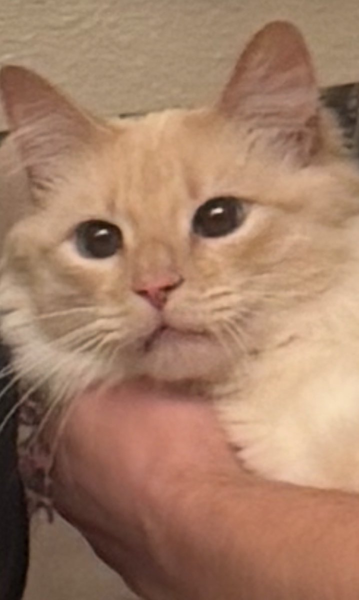 Moomer ☾☁︎ tweet media