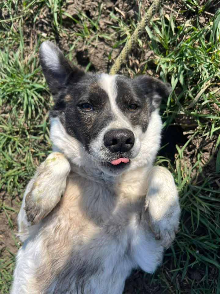 Treue Pfoten e.V.🐕🐩🐕🦺🦮 tweet media