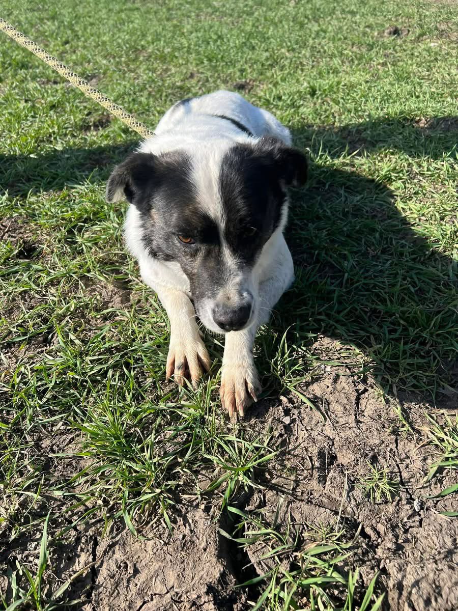 Treue Pfoten e.V.🐕🐩🐕🦺🦮 tweet media