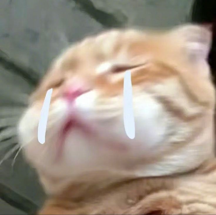 ex_bi_archive tweet media